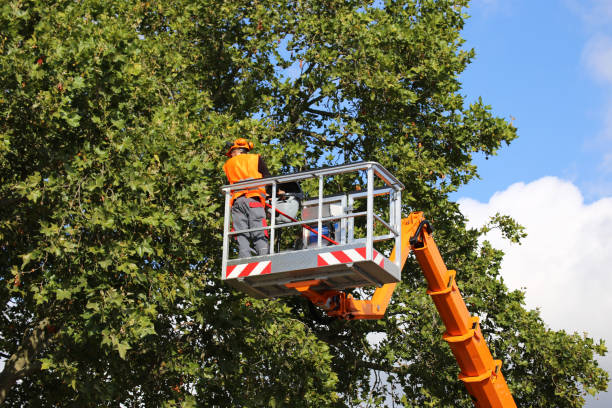 Best Lawn Dethatching Services  in USA